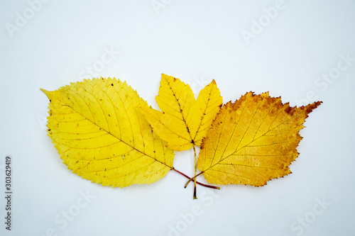 Yellowed autumn leaves arranged as decoration and background  also to be cut out 