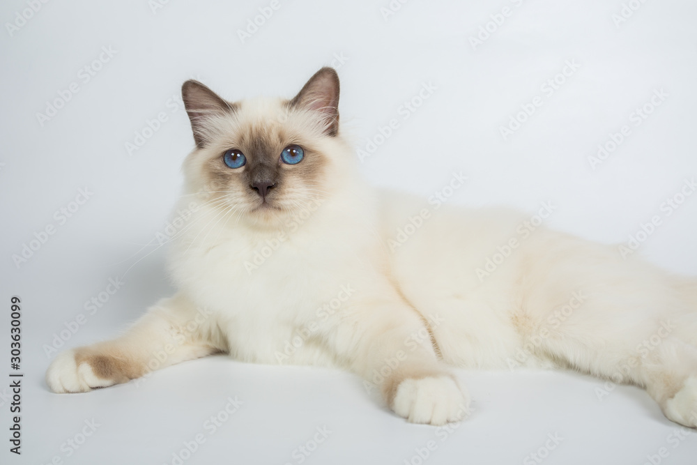 Sacred Birman Cat, birma isolated on a white background, studio photo