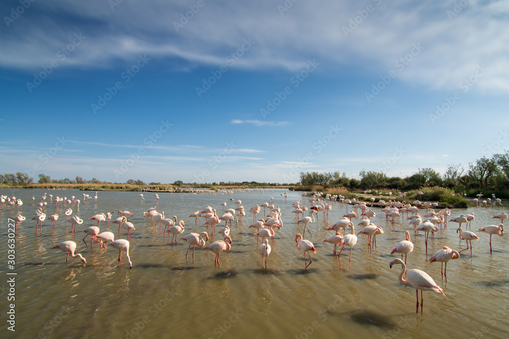 Fototapeta premium Pink flamingo in the natural environment, close up, detail, wildlife, France, Phoenicopterus roseus