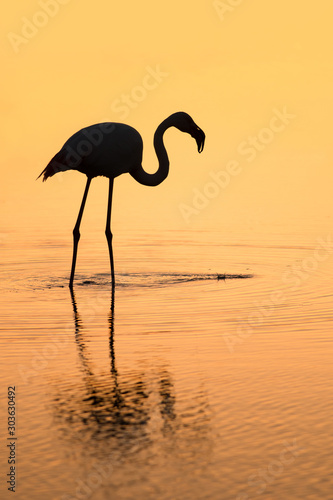 Pink flamingo in the natural environment, close up, detail, wildlife, France, Phoenicopterus roseus