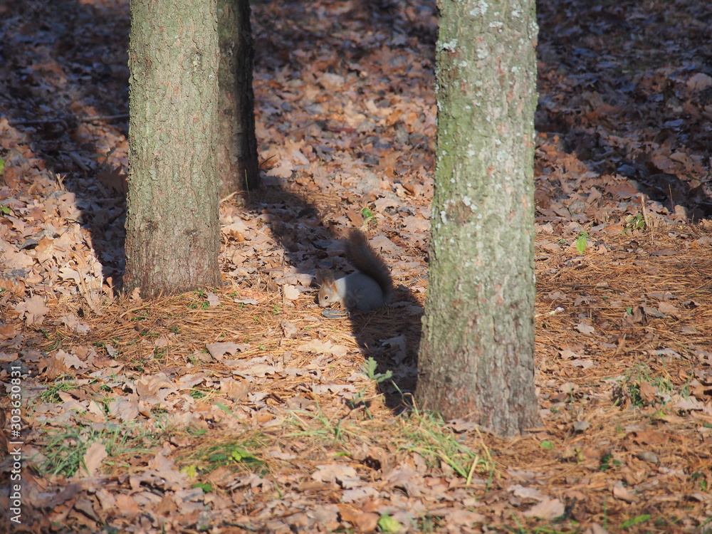 Squirrel collects food on the ground in the forest . Squirrel collects food on the ground in the forest .