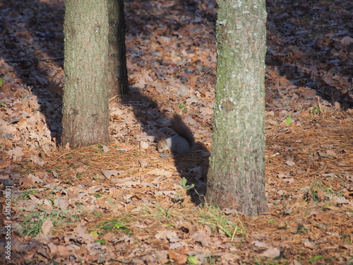 Squirrel collects food on the ground in the forest .