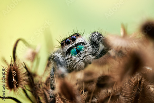 Phidippus regius photo