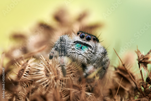 Phidippus regius