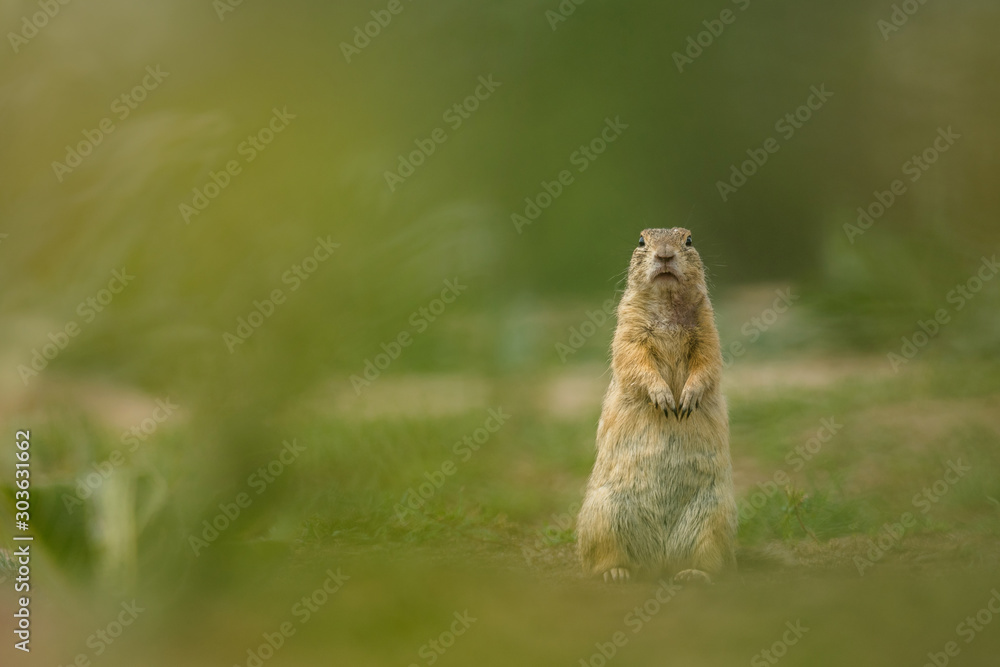 Cute ground squirrel in the natural environment, wildlife, natural habitat, Europe, Spermophilus citellus, close up Cute ground squirrel in the natural environment, wildlife, natural habitat, Europe, Spermophilus citellus, close up