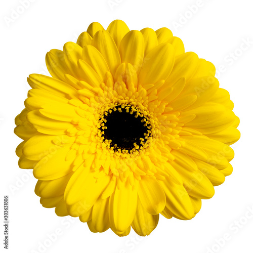 Top view of yellow Gerbera flower. Isolated on white background.