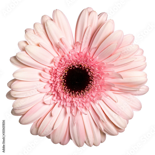 Fototapeta Naklejka Na Ścianę i Meble -  Top view of soft pink Gerbera flower. Isolated on white background.