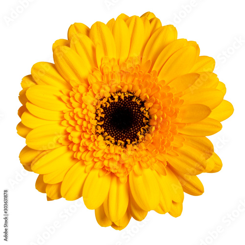 Top view of orange Gerbera flower. Isolated on white background.