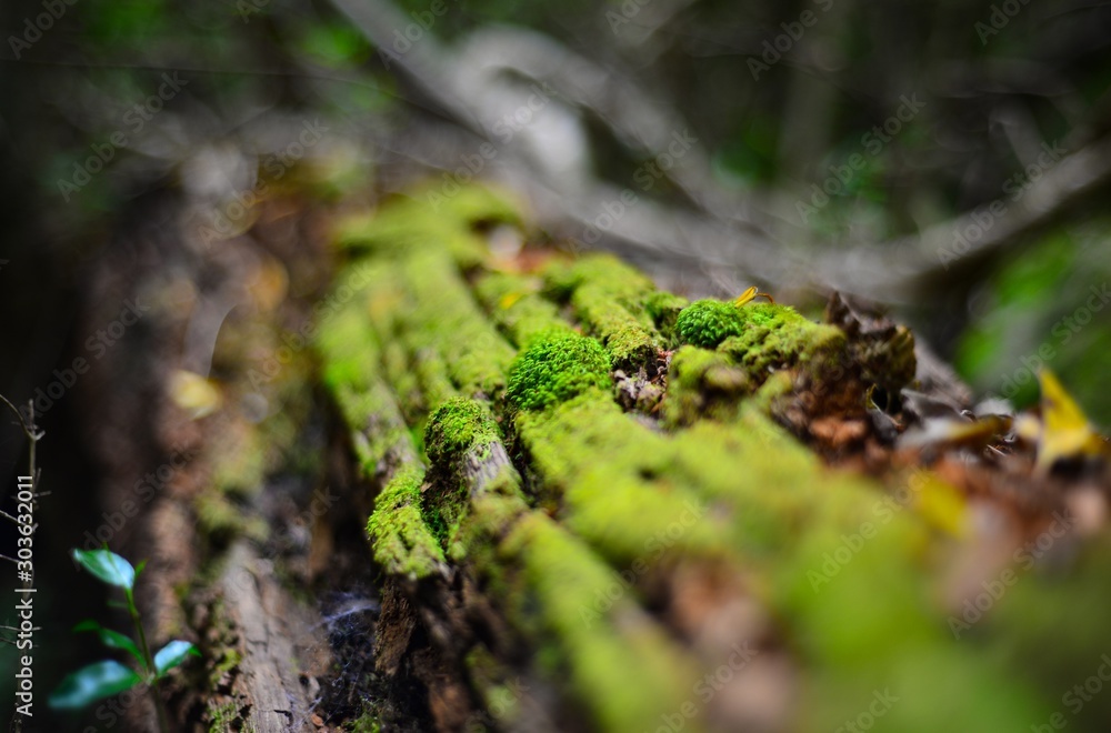 moss on tree moss on tree
