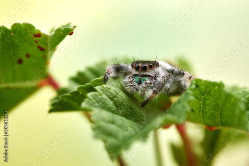 Phidippus regius