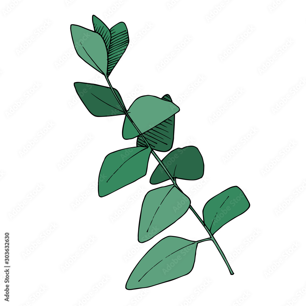 Vector Eucalyptus leaves branch. Black and white engraved ink art. Isolated branches illustration element.