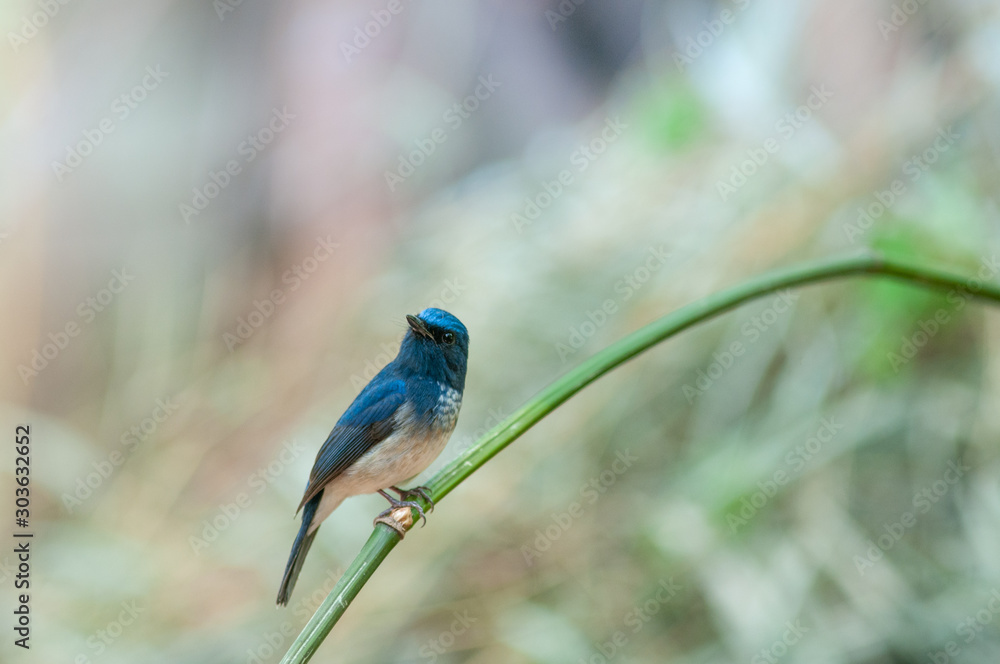 Hainan blue flycatcher, Beautiful bird in Thailand