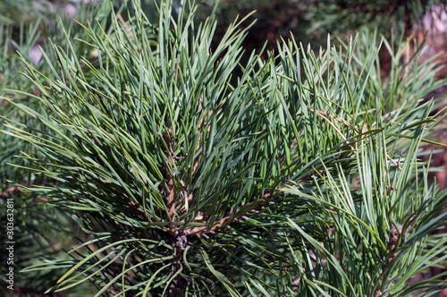 green pine coniferous needles background close-up