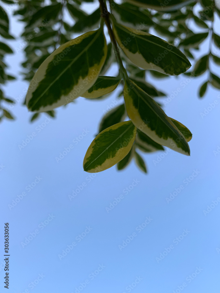 Obraz premium Close up view of plant (euonymus japonicus) with clear blue sky background.
