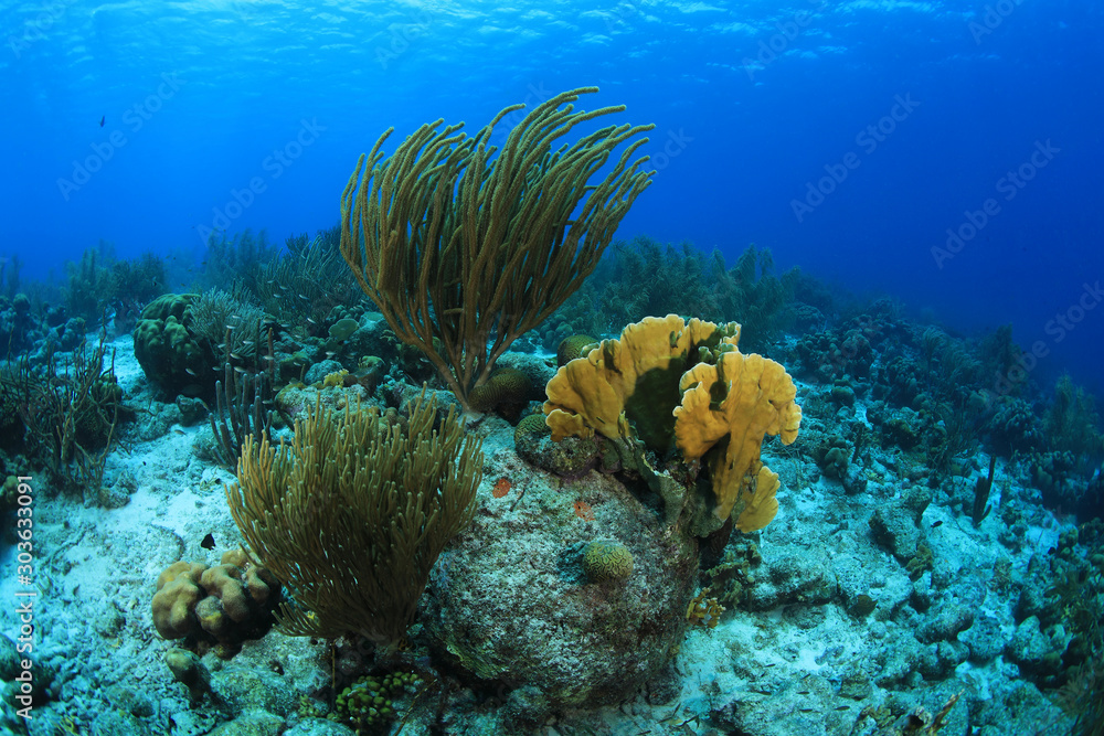 Beautiful coral reef underwater in the caribbean sea Beautiful coral reef underwater in the caribbean sea