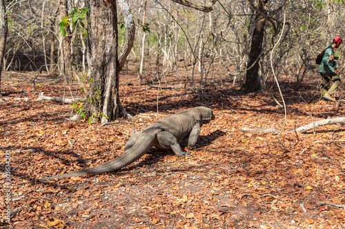 Huge Komodo dragon on Rinca Island  Indonesia