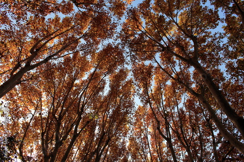 Trees: Autumn colors