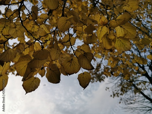 Yellow autumn leaves and bl...