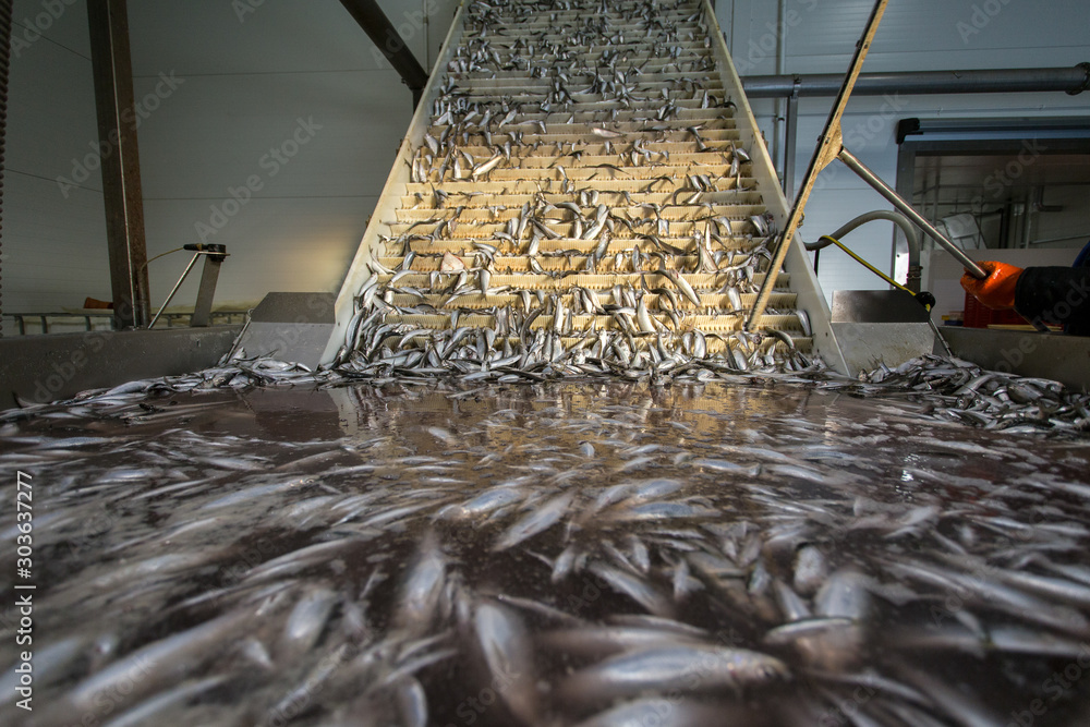 Canvas Print fish conveyor, in the fish processing workshop