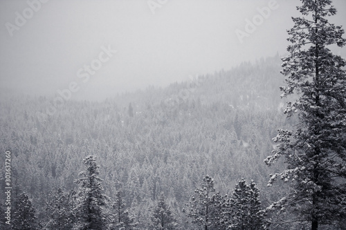PNW-Winter-Trees-02