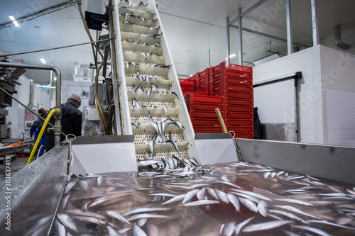 fish conveyor, in the fish processing workshop photo