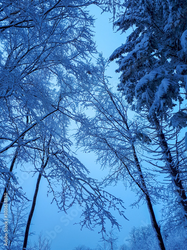 snow covered trees against winter sky during blue hour in Sandberg, Germany