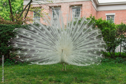 Schilderij op canvas White peacock with tail spread out