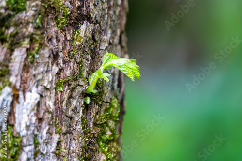 Young green shoots on the trunk of an old tree. © Dmitrii Potashkin
