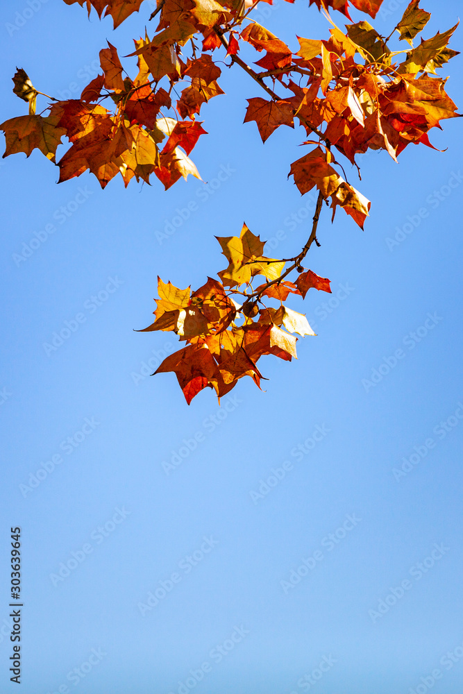 Fall Branch Fall Branch
