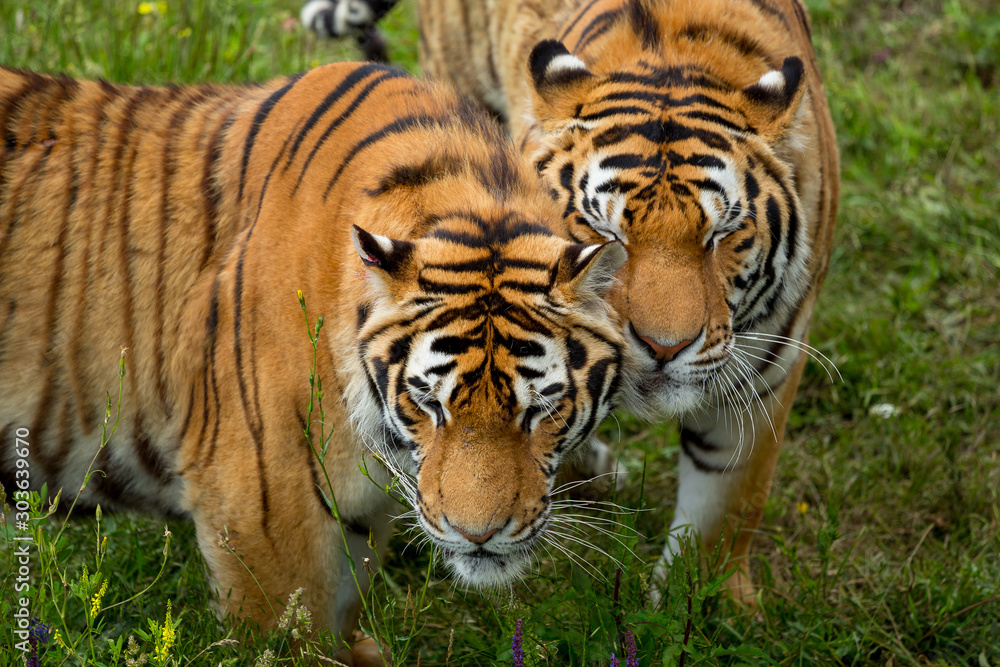 close-up face two tigers close-up face two tigers