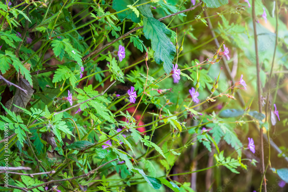 Beautiful purple wild forest flower. Geranium robertianum, commonly known as herb-Robert.