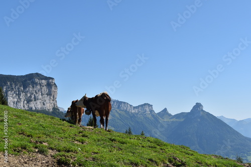 animaux paysage
