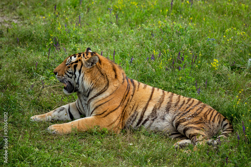 Tiger on the grass