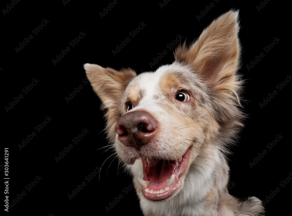 funny dog muzzles. funny border collie on a black background facial expressions.