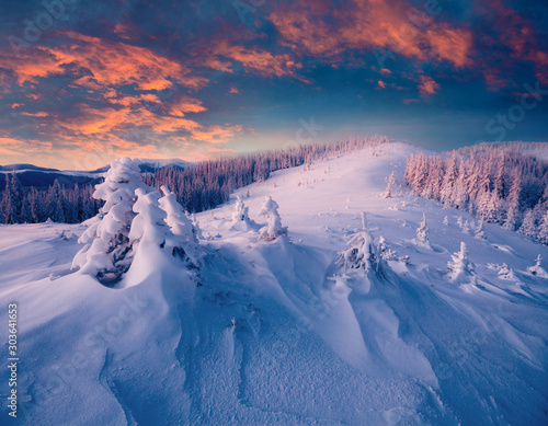 Impressive winter sunrise in Carpathian mountains with snow covered fir trees. Colorful outdoor scene, Happy New Year celebration concept. Beauty of nature concept background. photo