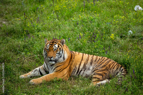 Tiger on the grass