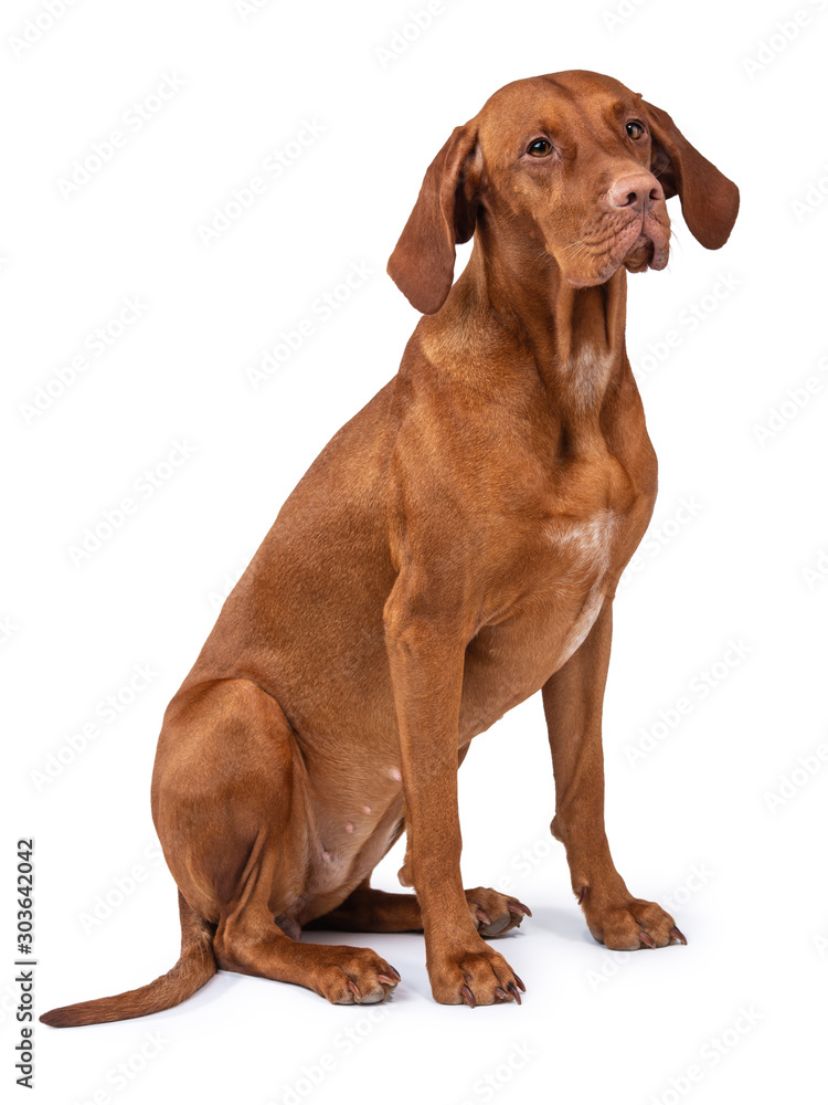 Hungarian vizsla dog isolated