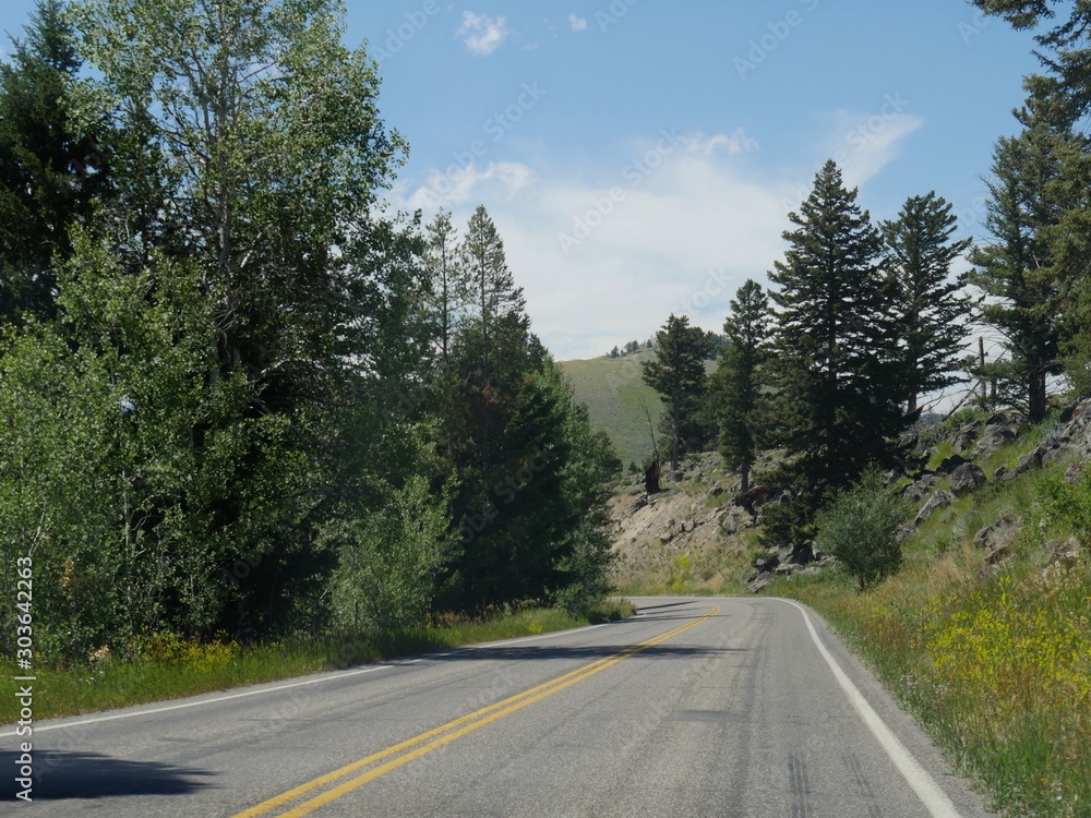 Paved winding road with young trees at Yellowstone National Park, Wyoming.