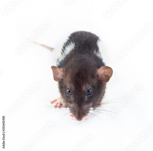 Domestic black and white rat isolated on white background