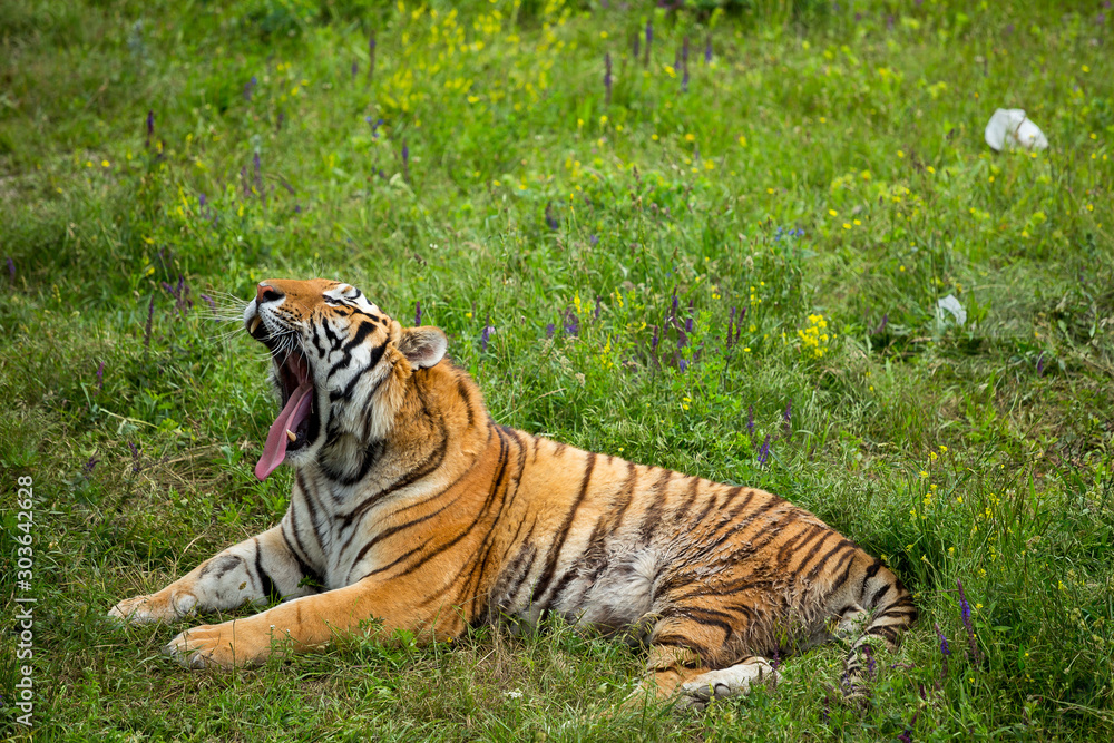 Obraz premium Tiger on the grass