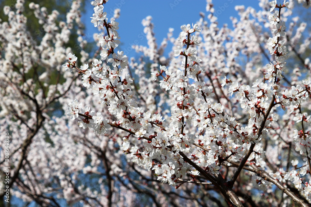Cherry blossom in spring, blooming trees in a garden. White sakura flowers on a branches against the clear blue sky, romantic background Cherry blossom in spring, blooming trees in a garden. White sakura flowers on a branches against the clear blue sky, romantic background