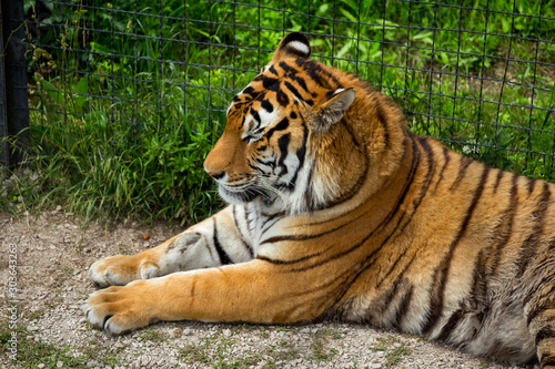 Tiger on the grass