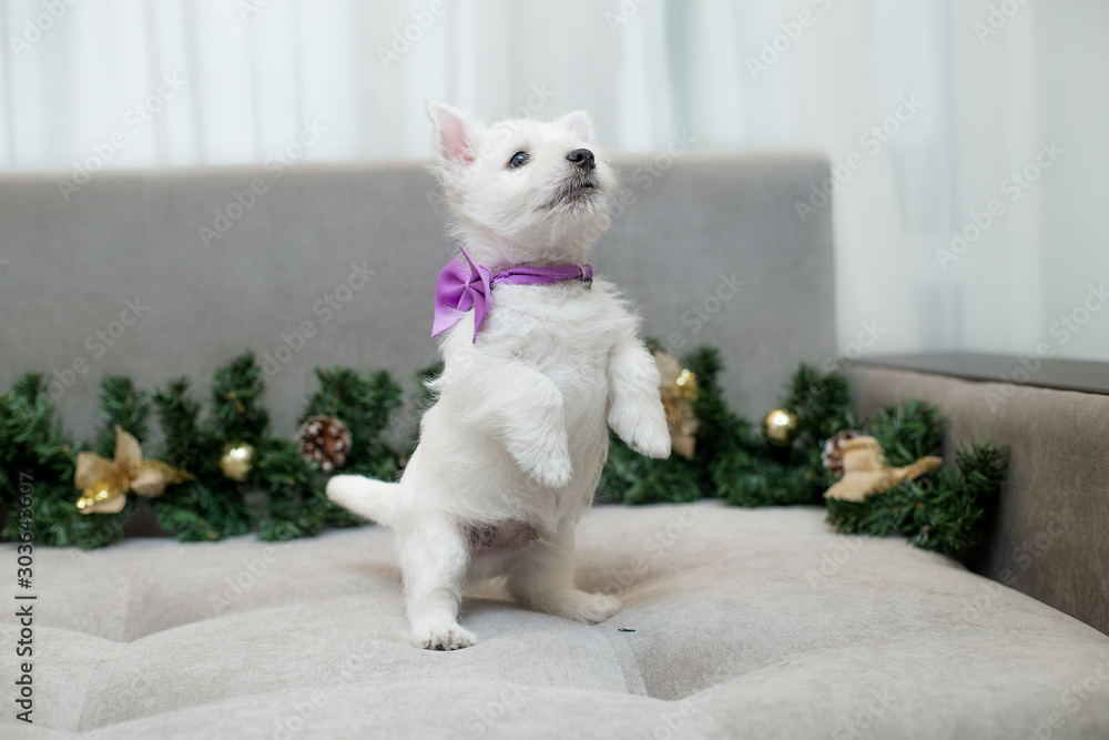 puppy west highland white terrier puppy west highland white terrier