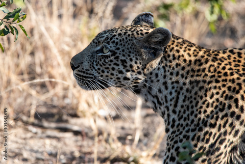 leopard in tree