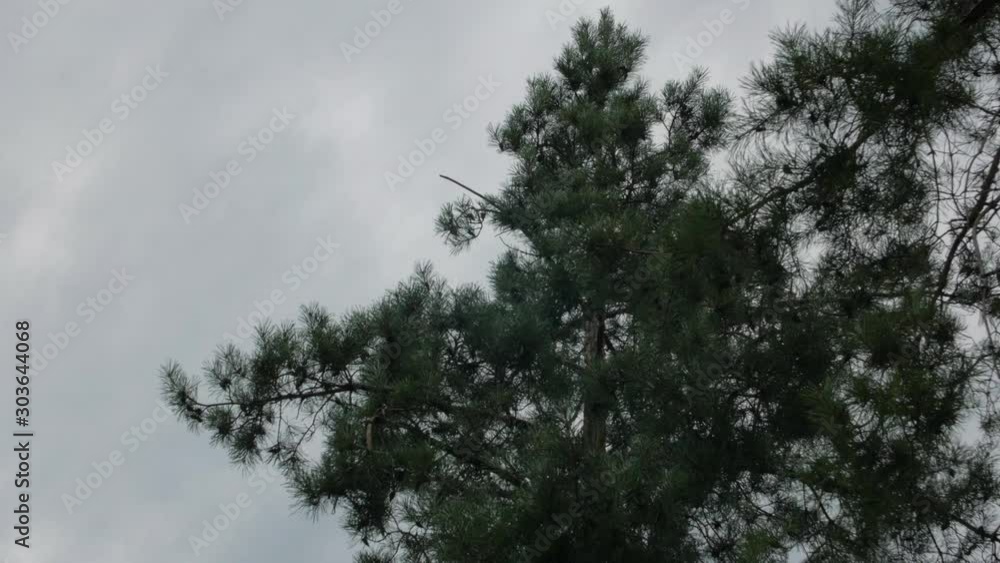 Plane flies in clouds weather rainy day look up view Plane flies in clouds weather rainy day look up view