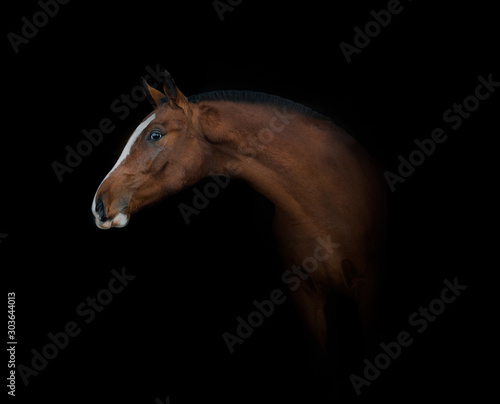 Beautiful young horse portrait