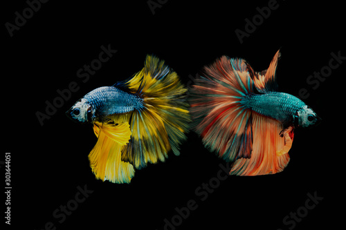 Multi color Siamese fighting fish.Multi color fighting fish isolated on background background.