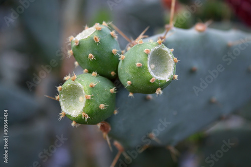 cactus seeds on cactus and