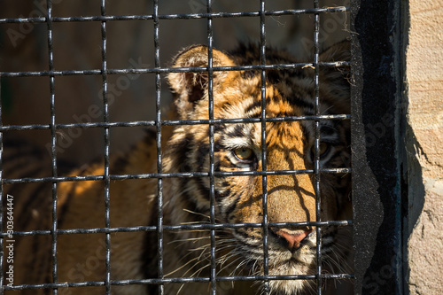 Obraz na plátně young tiger in a cage, close-up