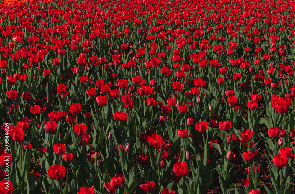 A carpet of red tulips. Spring flowers